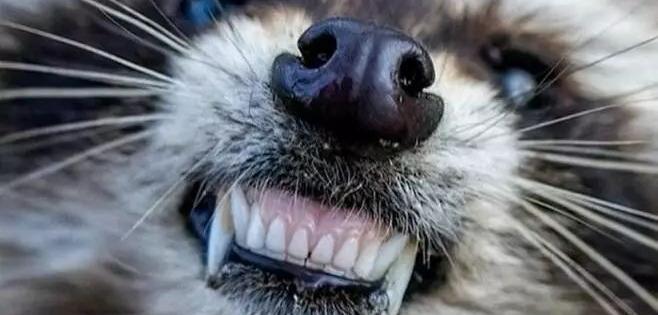 浣熊的牙齿图片图片